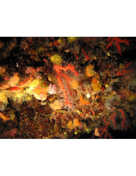 CORAL HORN RED CORAL 925 STERLING SILVER x PENDANT NATURAL STONE corno corallo