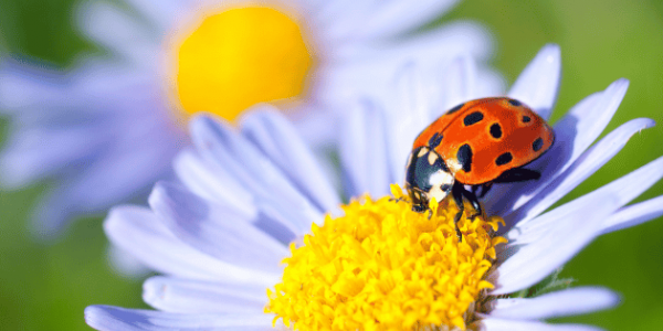 La Coccinella Portafortuna | Un Piccolo Miracolo Rosso a Puntini