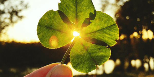 Il Quadrifoglio: un dono raro che parla al cuore